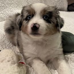 Miniature Australian Shepherds from Auburn's Awesome Aussies