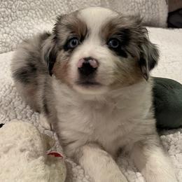 Miniature Australian Shepherds from Auburn's Awesome Aussies