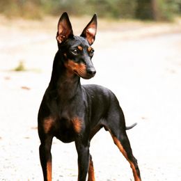 Buttercup  - Manchester Terrier