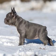 American Bully and French Bulldog Puppies from Nitro’s Bullies