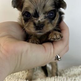 Lilly - Merle female Chihuahua puppy in Hobgood, North Carolina from Four Kids’ Farms, LLC