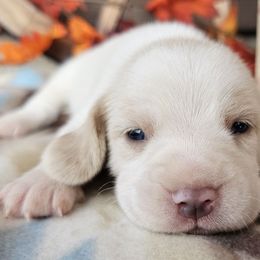 Lemon boy (blue collar) - Lemon and white male Beagle puppy in Spring Branch, Texas from Lost Trail Kennels