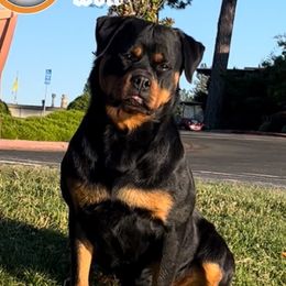 Legasy - Rottweiler