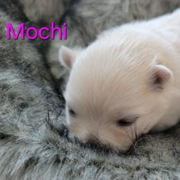 MOCHI - FEMALE - Cream female Pomeranian puppy in Bolivia, North Carolina from Red Wagon Pomeranians