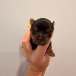 Kylo - Black and tan male Yorkshire Terrier puppy in Georgia from Nalley Kennels