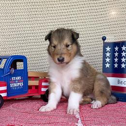Stitch - Sable and white male Collie puppy in St Augustine, Florida from Saltwater Collies LLC