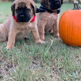 Mastiff Puppies from Red River Mastiff