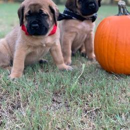 Mastiff Puppies from Red River Mastiff