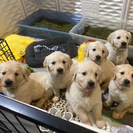 Golden Retriever Puppies from KCs Golden Dream