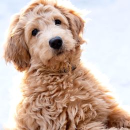 Aussiedoodle and Goldendoodle Puppies from Skyridge Doodles