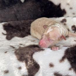 Boy 5 - Brown and white male Aussiedoodle puppy in Mtn Rest, South Carolina from Stocktons Doxies & Poodles