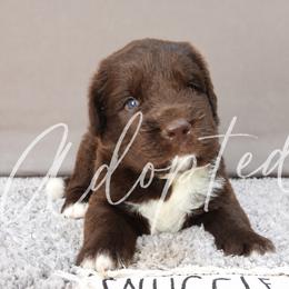 Boy 1 - Brown male Newfoundland puppy in Dalton, Ohio from Newfforu