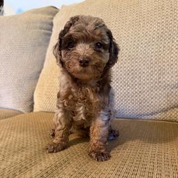 Moose - Merle male Cockapoo puppy in Albany, Kentucky from Windy Pines Farm