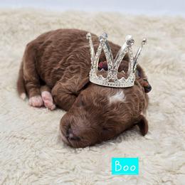 Boo - Red  female Goldendoodle puppy in Neillsville, Wisconsin from Granton Creek