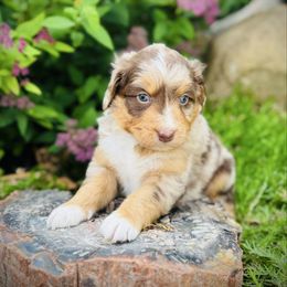 Shirley - Red merle female Aussiedoodle puppy in Ohio from Holley Doodles