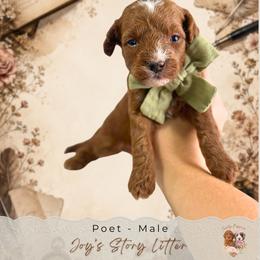 Poet - Red  male Goldendoodle puppy in Norcross, Georgia from Teddy Puppies