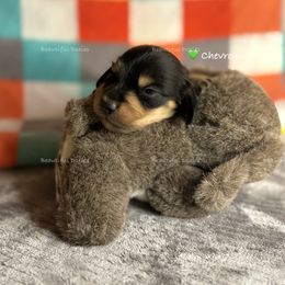 Chevron - Black and cream male Dachshund puppy in Washington from Beautiful Doxies