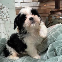 Green baby boy - Black and white male Shih Tzu puppy in Zephyrhills, Florida from Mary’s Shih Tzus