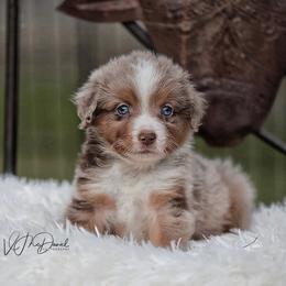 Blondie - Red merle female Miniature Australian Shepherd puppy in Olivehurst, California from McDaniel Aussies