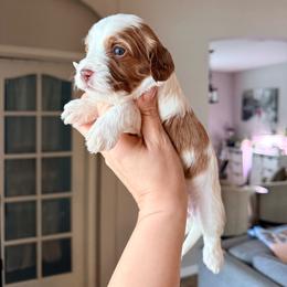 Persephone - Blenheim female Cavapoo puppy in Spring Hill, Florida from Parisian Puppies