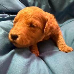 Hot pink - Red  female Goldendoodle puppy in Indianapolis, Indiana from ZuGolden Retrievers & Doodles