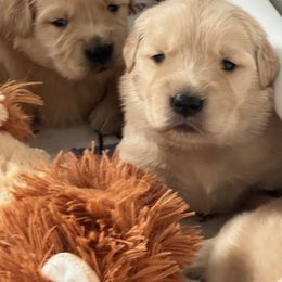 Golden Retriever Puppies from Chevaline Goldens