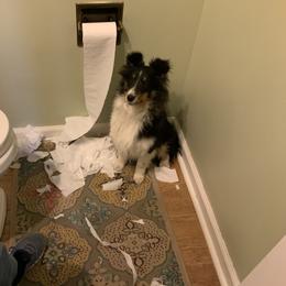 Shetland Sheepdog Puppies from Kochar Shelties