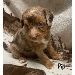 Pip - Red merle Aussiedoodle puppy in Tonopah, Arizona from Lazy T9 Ranch