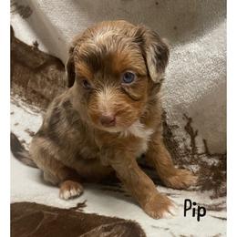 Pip - Red merle Aussiedoodle puppy in Tonopah, Arizona from Lazy T9 Ranch
