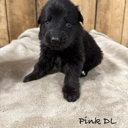 Pink DL - Black female German Shepherd puppy in Terra Alta, West Virginia from Shepherd Country Farm and Kennels