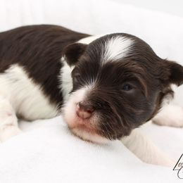Cha Cha - Chocolate female Havanese puppy in Hendersonville, North Carolina from Grayfinn House