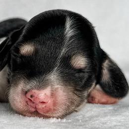 Basmati - Piebald male Dachshund puppy in Winamac, Indiana from WZ Kennels