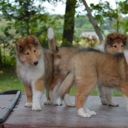 Collie Puppies from 'Twas Collies