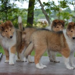 Collie Puppies from 'Twas Collies