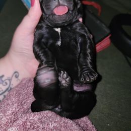 Cane Corso Puppies from Hardradas Dynasty Cane Corso