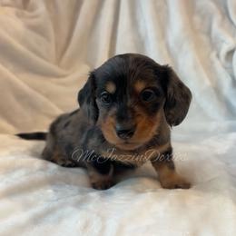 Violet Black n Tan dapple girl - Dapple female Dachshund puppy in Chehalis, Washington from McJazzin Doxies
