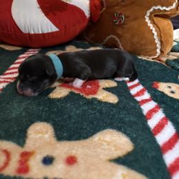 Dove - Black and white female American Corgi puppy in Temple, Texas from Silver Moon Cardigan and American Corgis