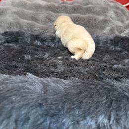 Debbie-Pink - Golden female Golden Retriever puppy in Squaw Valley, California from Bear Mountain