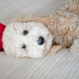 Charlie - Goldendoodle