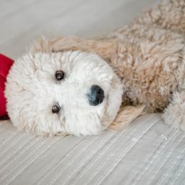 Charlie - Goldendoodle