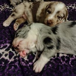Australian Shepherd Puppies from Southern Boy Blues Aussies