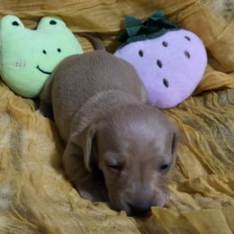 Girl 4 - Dachshund puppy from Neeley Family's Weenies