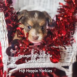 Yorkshire Terrier Puppies from Hip Hoppin Yorkies