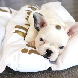 French Bulldog Puppies from French Vanilla Frenchies