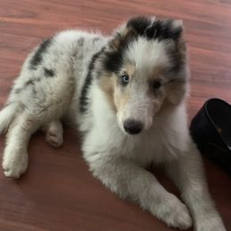 Collie Puppies from Costello Farm