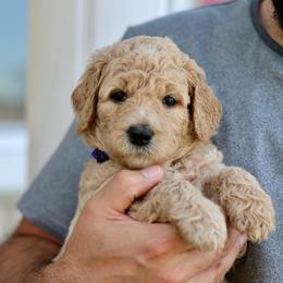 Nova - Apricot female Goldendoodle puppy in Cherry Creek, New York from Doodles Pups of NY