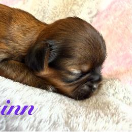 Quinn - Red female Shih Tzu puppy in Hemet, California from Aloha Shih Tzu