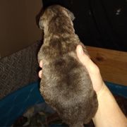 Amor - Black female Perro de Presa Canario puppy in Lenexa, Kansas from Medianoche GatoPerros