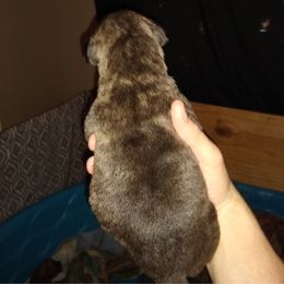 Amor - Black female Perro de Presa Canario puppy in Lenexa, Kansas from Medianoche GatoPerros