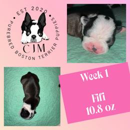 Fifi - Black brindle and white female Boston Terrier puppy in Jupiter, Florida from CJM Boston and Boxer Puppies